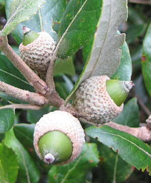 Image of Holm Oak