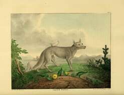 Imagem de Canis Linnaeus 1758