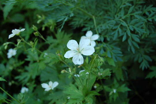 Image of geranium