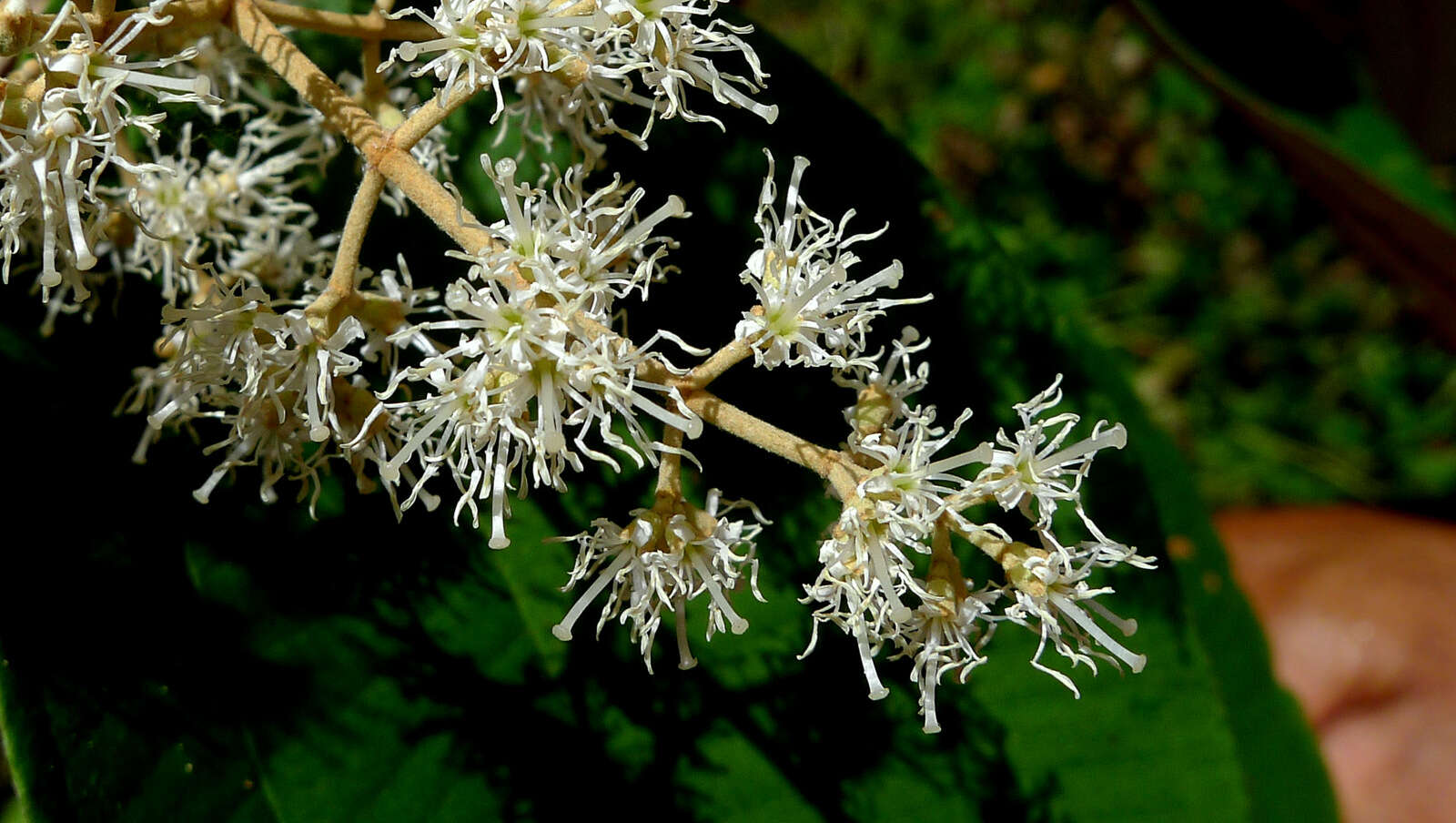 Image of Miconia hypoleuca (Benth.) Triana