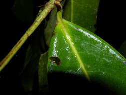 Image of Erythroxylum macrophyllum Cav.