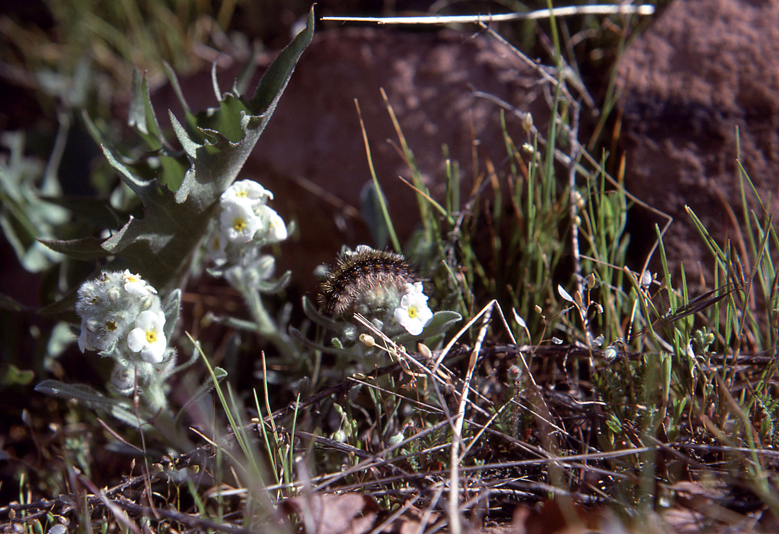 Image of roundspike cryptantha