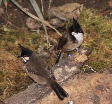 Image of Red-whiskered Bulbul