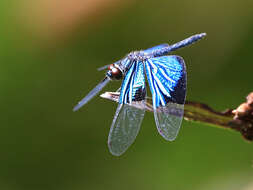 Image of Rhyothemis resplendens Selys 1878