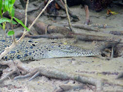 Image of crocodiles