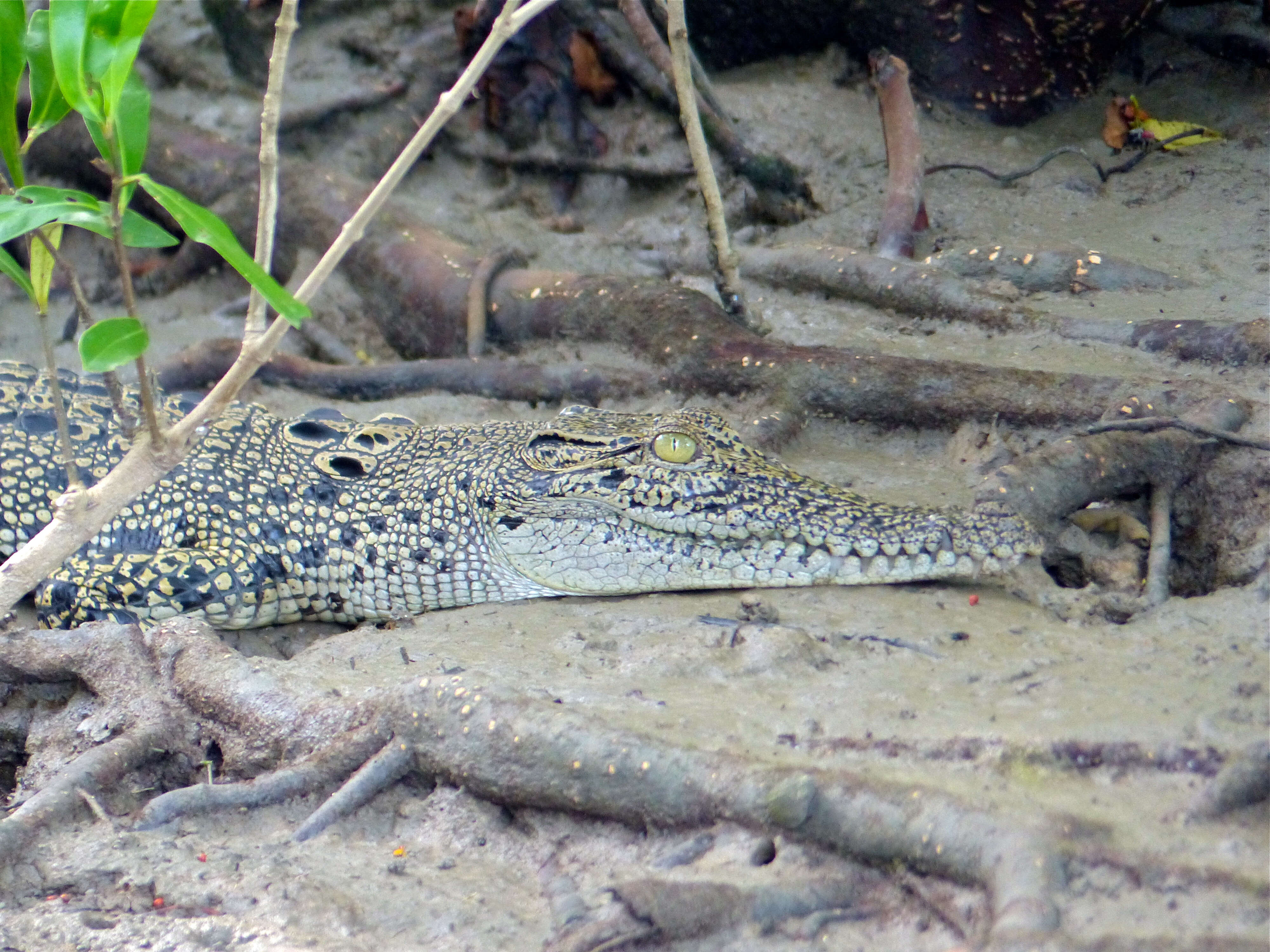 Image of crocodiles