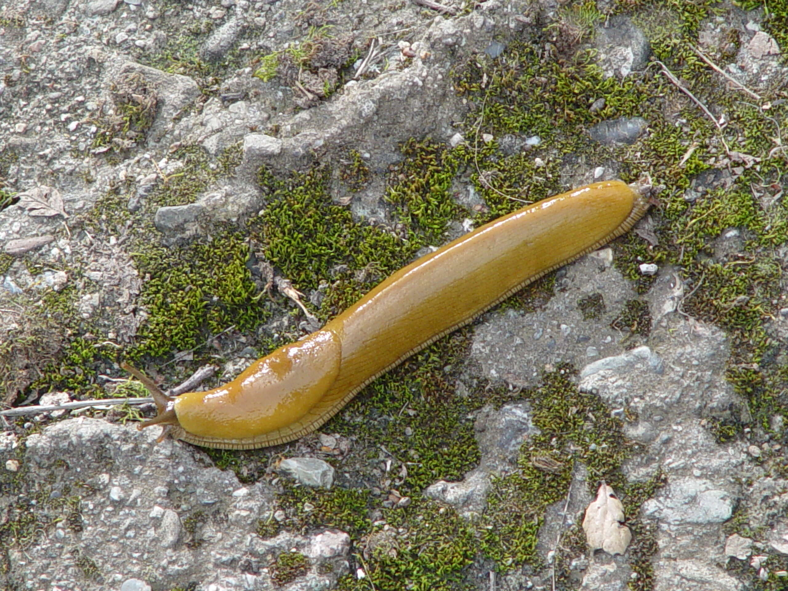 Image of banana slug