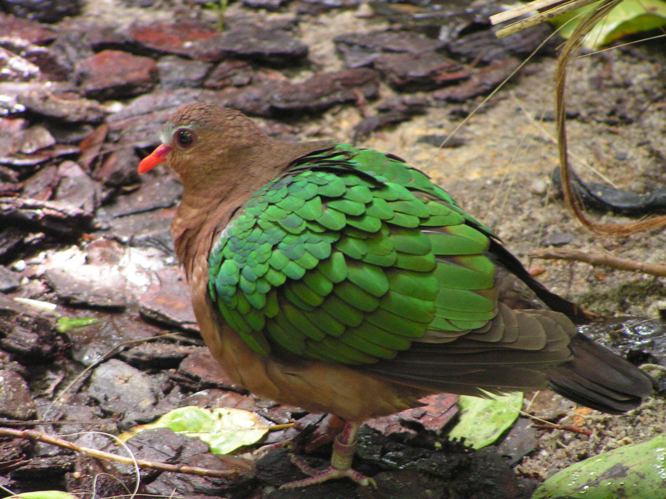 Image of Common Emerald Dove