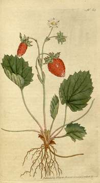 Image of woodland strawberry