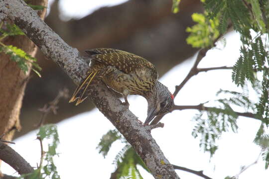 Image of Golden-tailed Woodpecker