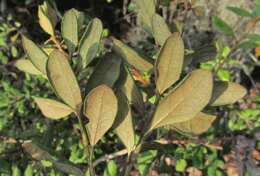 Image of Rusty Lyonia