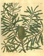 Image of banksia