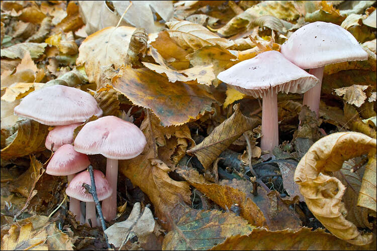 Image of Bonnet Mushroom