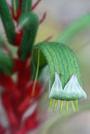 Image of Kangaroo Paw