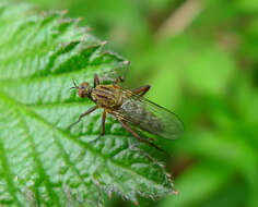 Image of Empis livida Linnaeus 1758