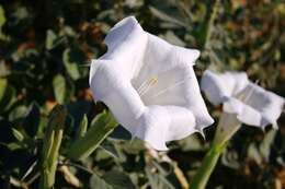 Image de Datura