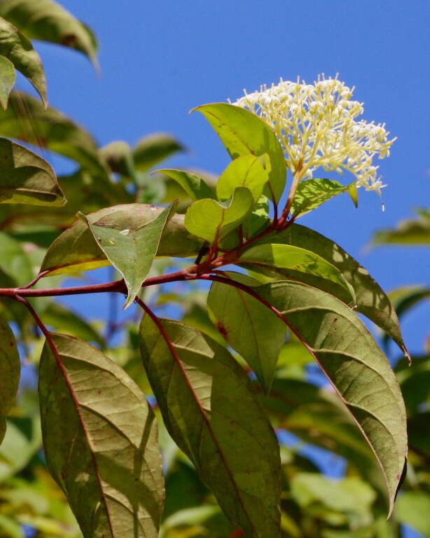 Image de Cornus foemina Mill.