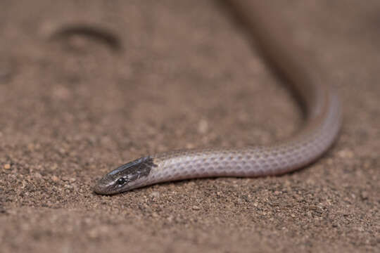 Image of Southwestern Blackhead Snake