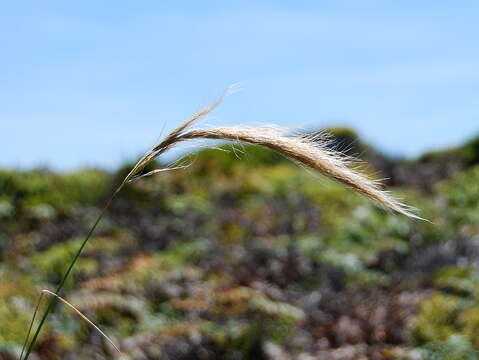 Image of clovenfoot plumegrass