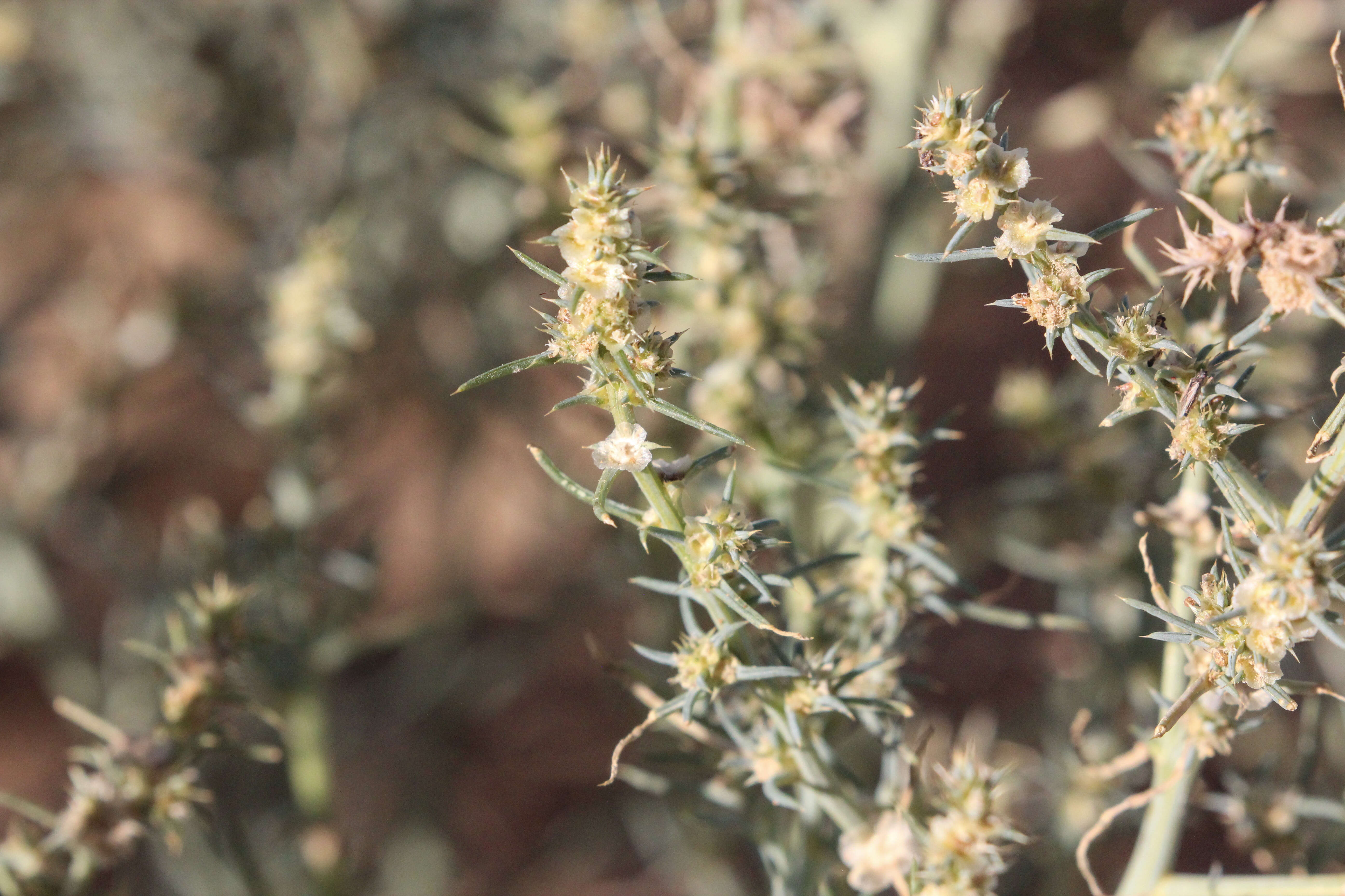 Image of Prickly Russian-Thistle