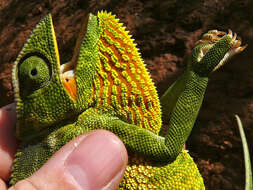 Image of chameleons