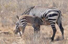 Image of Equus zebra