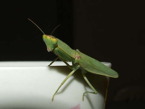 Image of praying mantises