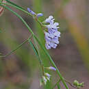 Imagem de Vicia acutifolia Elliott