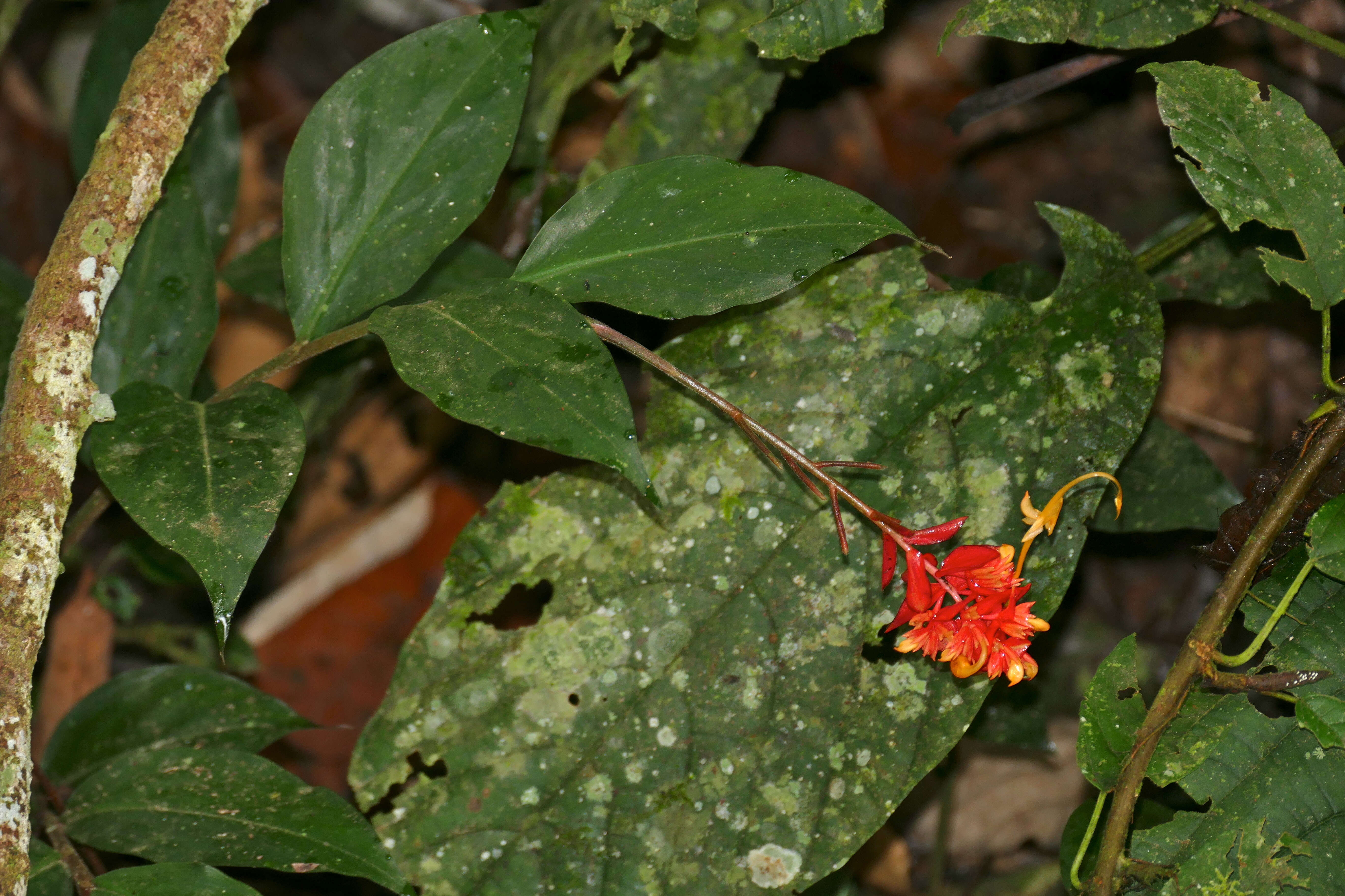 Image of Globba atrosanguinea Teijsm. & Binn.