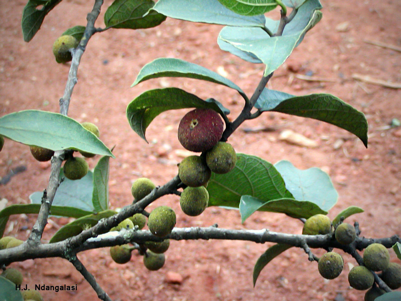 Image de Ficus exasperata Vahl