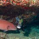 Image of Highfin coralgrouper