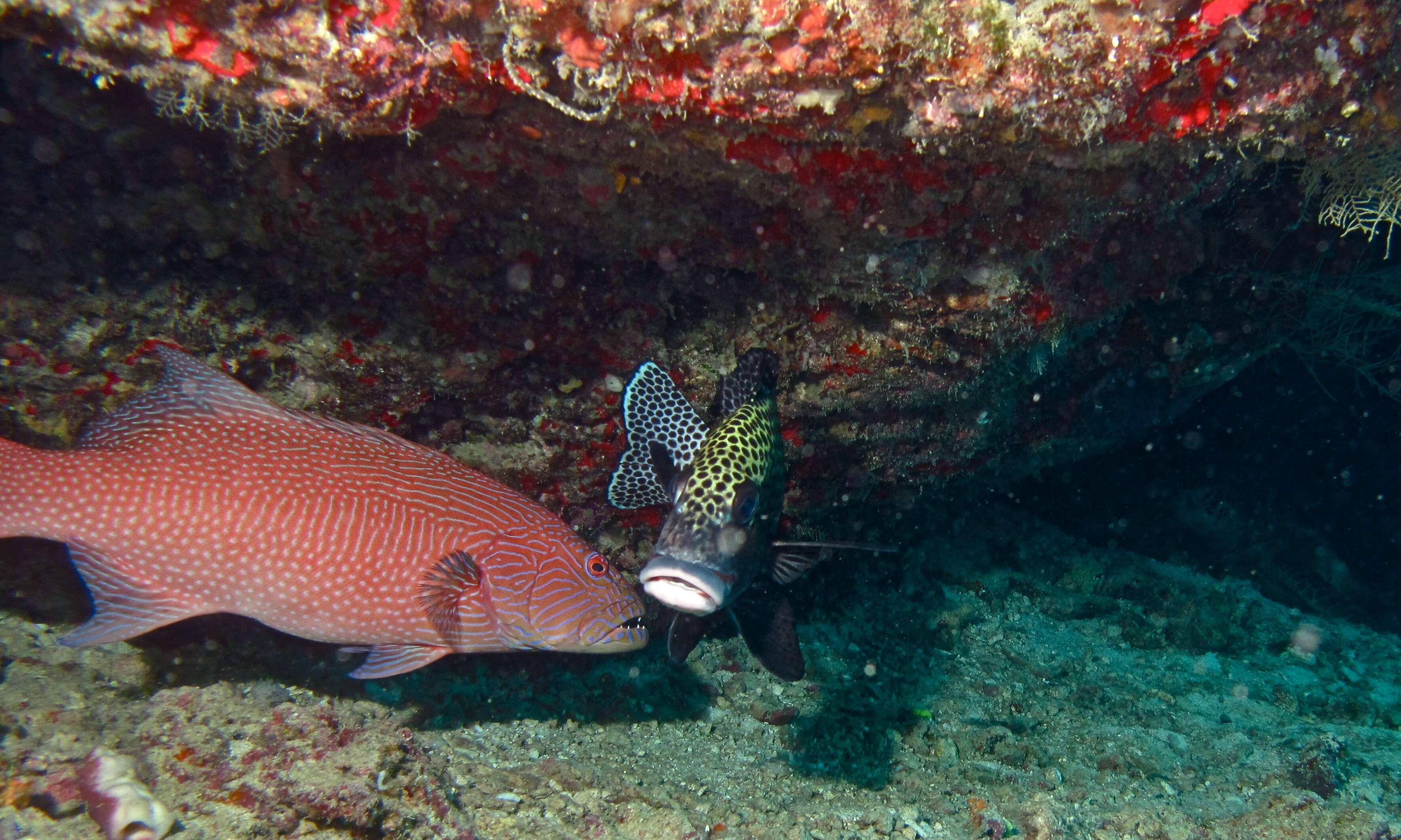 Image of Highfin coralgrouper