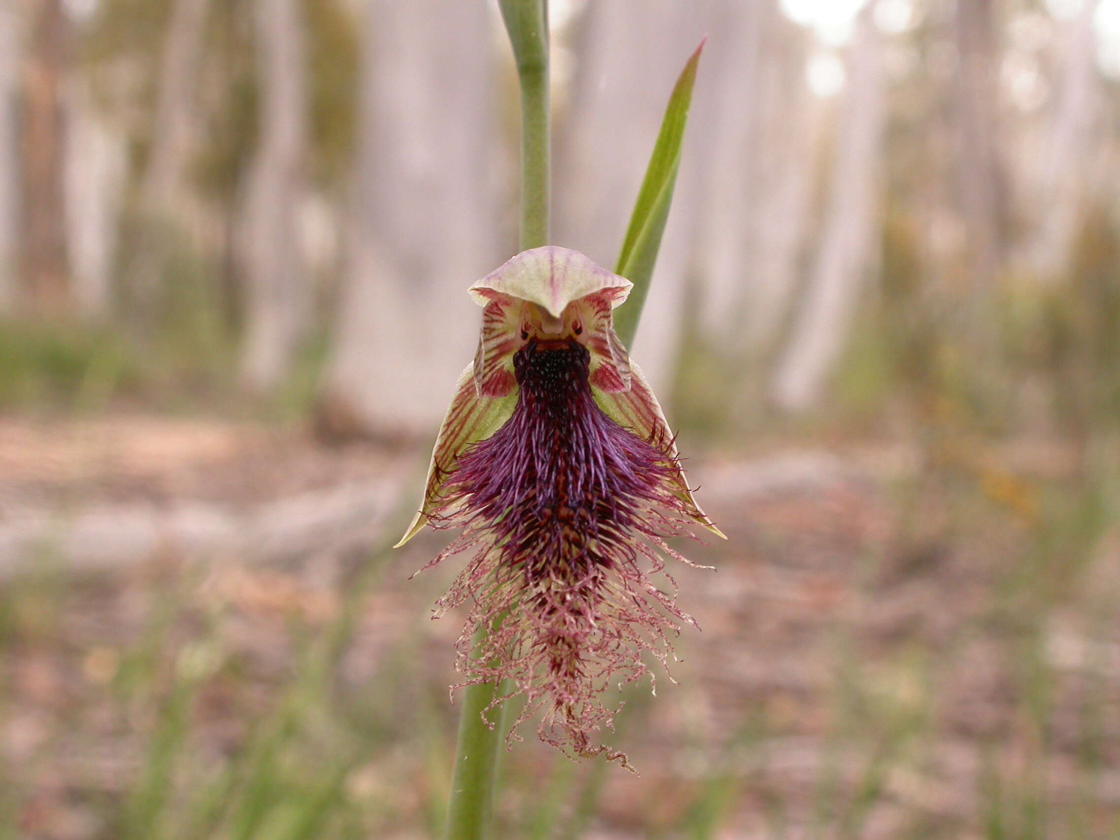 Imagem de Calochilus platychilus D. L. Jones