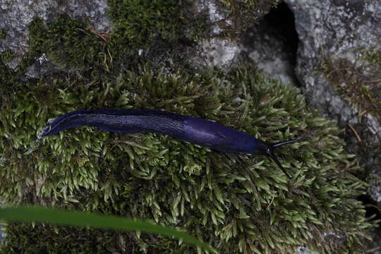 Image of Carpathian blue slug