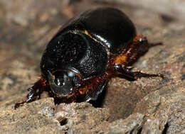 Image of Temnorhynchus (Temnorhynchus) coronatus (Fabricius 1781)