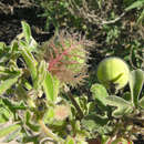 Image of desert passionflower