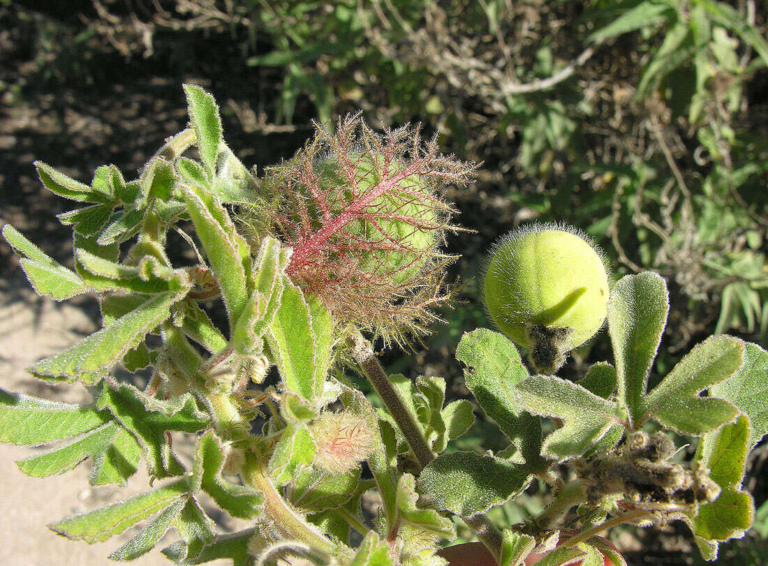 Image of Desert passionflower