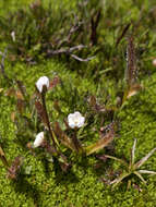 Image of Drosera arcturi Hook.