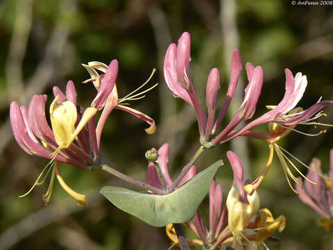 Image of Etruscan honeysuckle