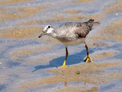 Image of Gray-tailed Tattler