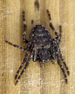 Image of Walnut Orb-Weaver Spider