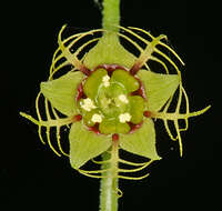 Image of slightstemmed miterwort