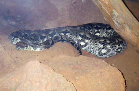 Image of Dumeril's Boa