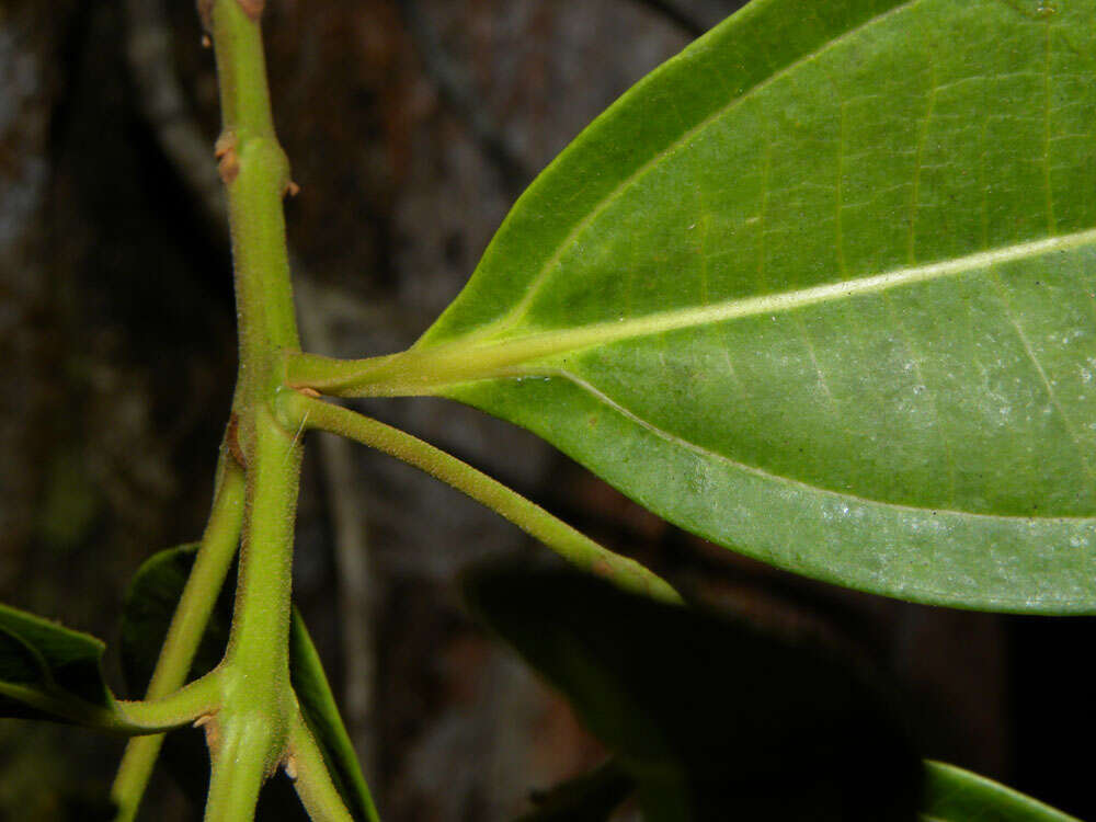 Image of Miconia poeppigii Triana