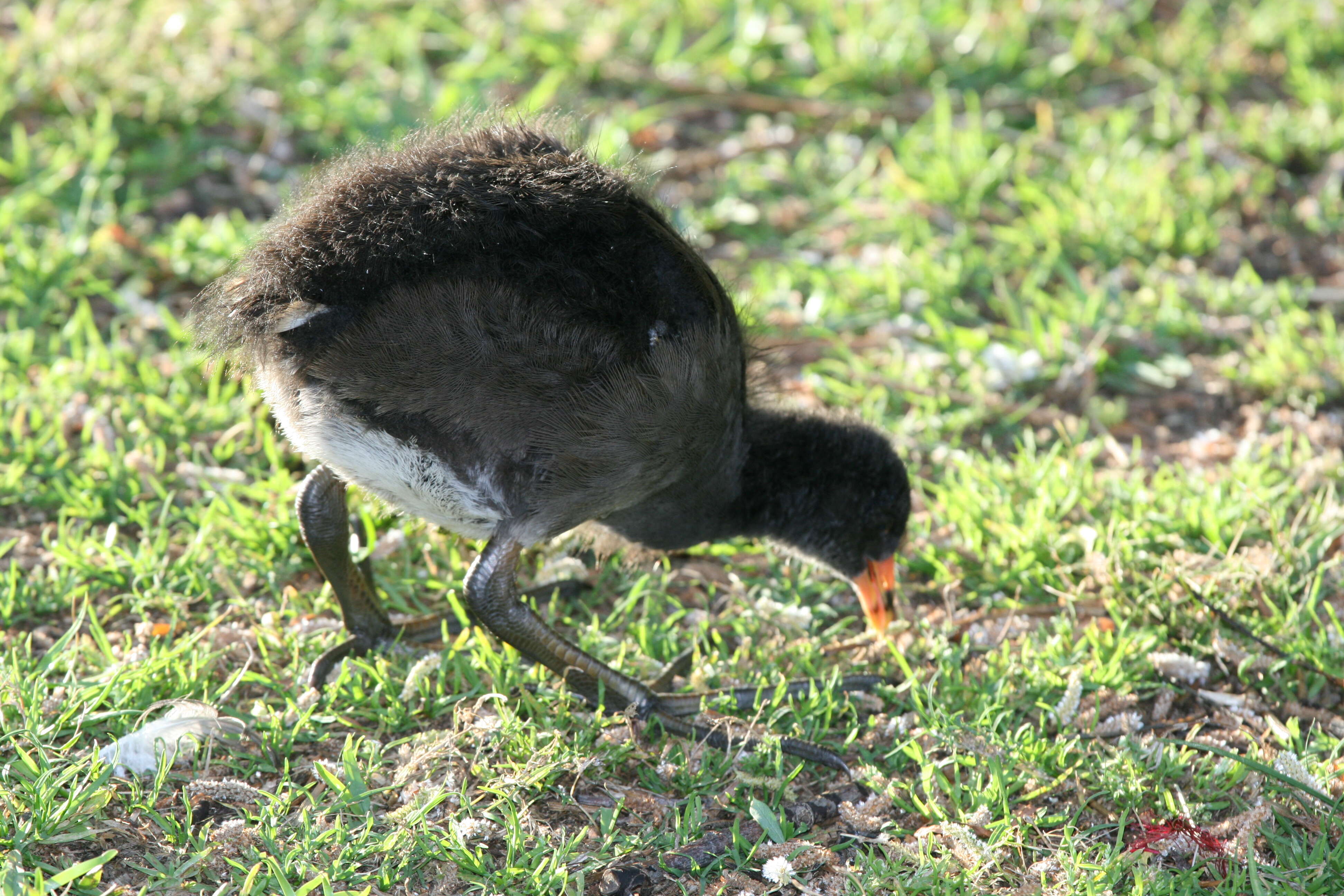 Plancia ëd Gallinula tenebrosa Gould 1846