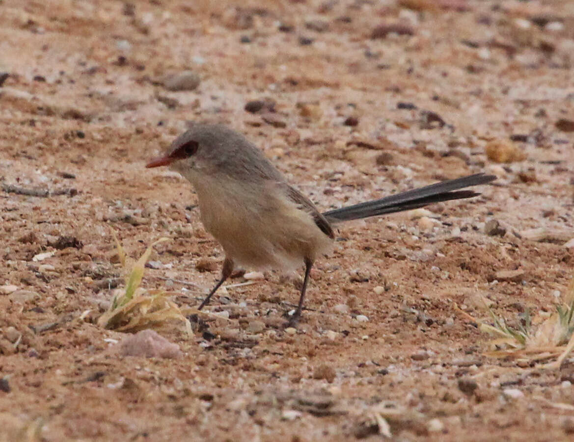 Image of Purple-backed Fairywren