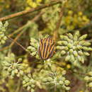 Image of Graphosoma interruptum