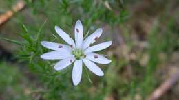 Image of Stellaria pungens Brongn.