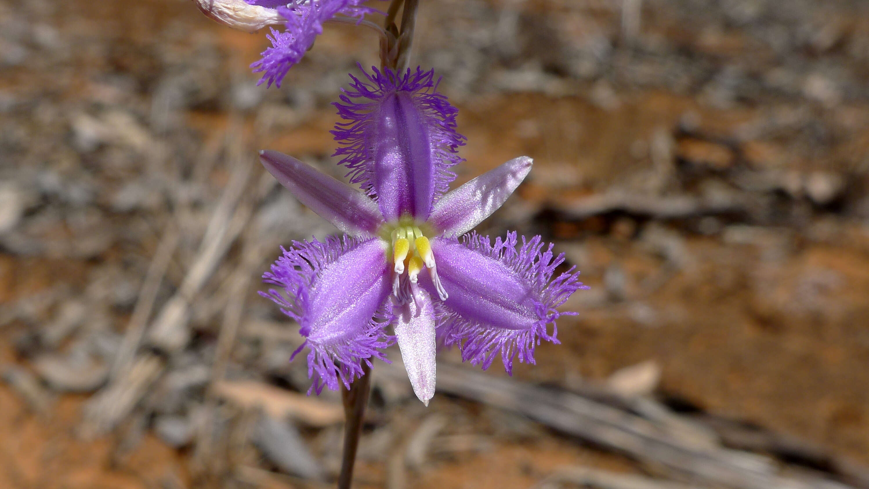 Image of Fringe lily