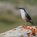 Image of Rock Nuthatch